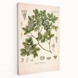 Vintage Botanical Illustration of Guaiacum – Botanical Art Prints