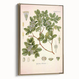 Vintage Botanical Illustration of Guaiacum – Botanical Art Prints