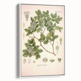 Vintage Botanical Illustration of Guaiacum – Botanical Art Prints