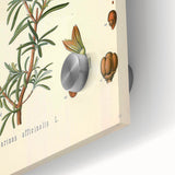 Vintage Botanical Illustration of Rosemary – Botanical Art Prints
