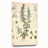 Vintage Botanical Illustration of Rosemary – Botanical Art Prints