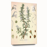 Vintage Botanical Illustration of Rosemary – Botanical Art Prints