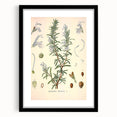Vintage Botanical Illustration of Rosemary – Botanical Art Prints