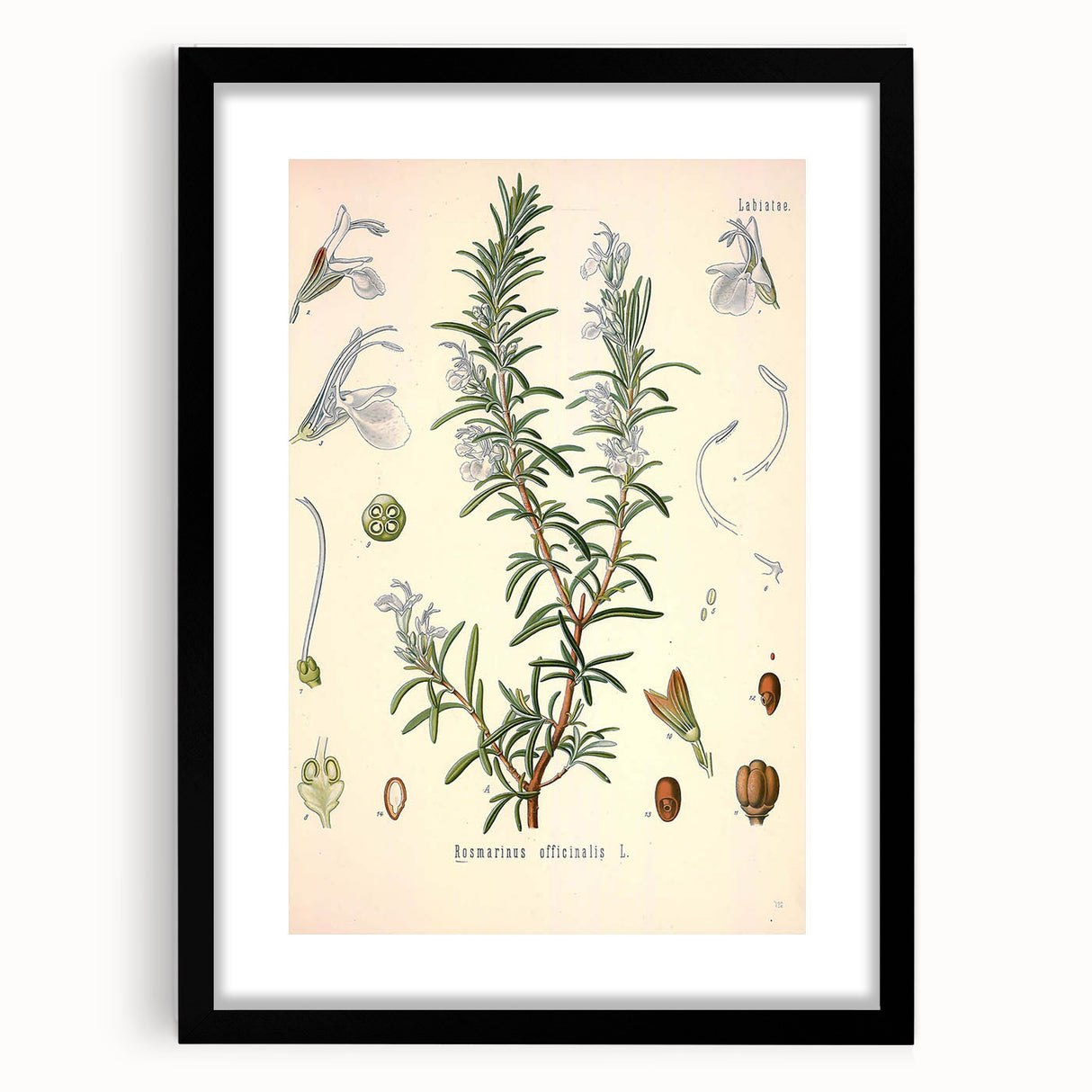 Vintage Botanical Illustration of Rosemary – Botanical Art Prints