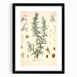 Vintage Botanical Illustration of Rosemary – Botanical Art Prints