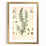 Vintage Botanical Illustration of Rosemary – Botanical Art Prints