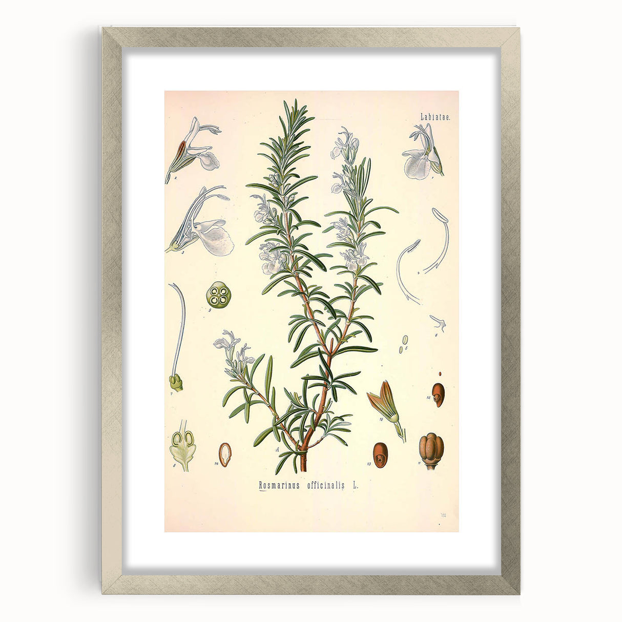 Vintage Botanical Illustration of Rosemary – Botanical Art Prints