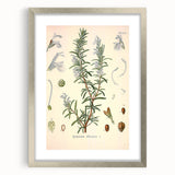 Vintage Botanical Illustration of Rosemary – Botanical Art Prints