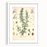 Vintage Botanical Illustration of Rosemary – Botanical Art Prints