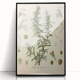 Vintage Botanical Illustration of Rosemary – Botanical Art Prints