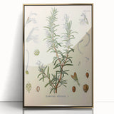 Vintage Botanical Illustration of Rosemary – Botanical Art Prints