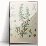 Vintage Botanical Illustration of Rosemary – Botanical Art Prints