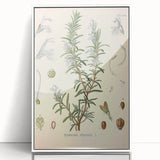 Vintage Botanical Illustration of Rosemary – Botanical Art Prints