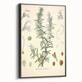 Vintage Botanical Illustration of Rosemary – Botanical Art Prints
