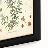 Vintage Botanical Illustration of Rosemary – Botanical Art Prints