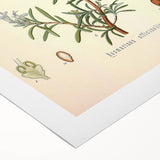 Vintage Botanical Illustration of Rosemary – Botanical Art Prints