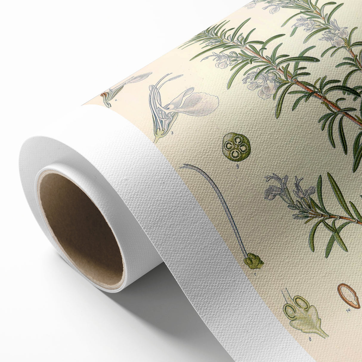 Vintage Botanical Illustration of Rosemary – Botanical Art Prints