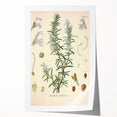 Vintage Botanical Illustration of Rosemary – Botanical Art Prints