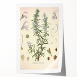 Vintage Botanical Illustration of Rosemary – Botanical Art Prints