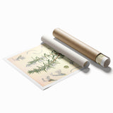 Vintage Botanical Illustration of Rosemary – Botanical Art Prints
