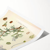 Vintage Botanical Illustration of Rosemary – Botanical Art Prints