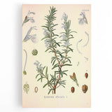 Vintage Botanical Illustration of Rosemary – Botanical Art Prints