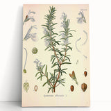 Vintage Botanical Illustration of Rosemary – Botanical Art Prints