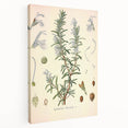 Vintage Botanical Illustration of Rosemary – Botanical Art Prints