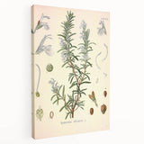 Vintage Botanical Illustration of Rosemary – Botanical Art Prints