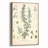 Vintage Botanical Illustration of Rosemary – Botanical Art Prints