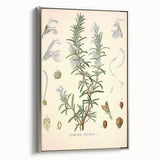 Vintage Botanical Illustration of Rosemary – Botanical Art Prints