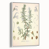 Vintage Botanical Illustration of Rosemary – Botanical Art Prints