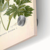 Vintage Botanical Illustration of Masterwort – Botanical Art Prints