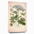 Vintage Botanical Illustration of Masterwort – Botanical Art Prints