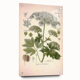 Vintage Botanical Illustration of Masterwort – Botanical Art Prints