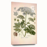 Vintage Botanical Illustration of Masterwort – Botanical Art Prints