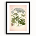 Vintage Botanical Illustration of Masterwort – Botanical Art Prints