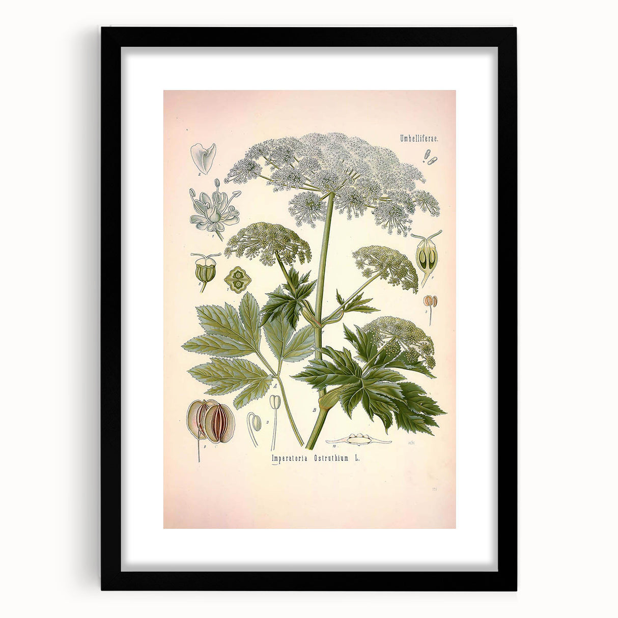 Vintage Botanical Illustration of Masterwort – Botanical Art Prints