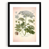 Vintage Botanical Illustration of Masterwort – Botanical Art Prints
