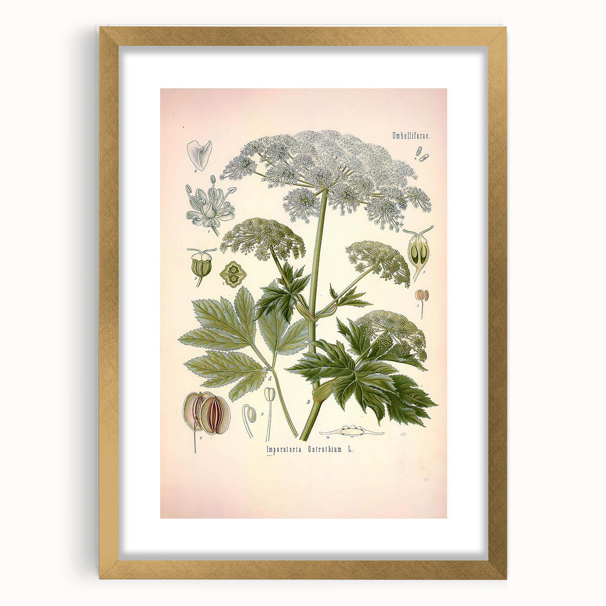 Vintage Botanical Illustration of Masterwort – Botanical Art Prints