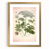 Vintage Botanical Illustration of Masterwort – Botanical Art Prints