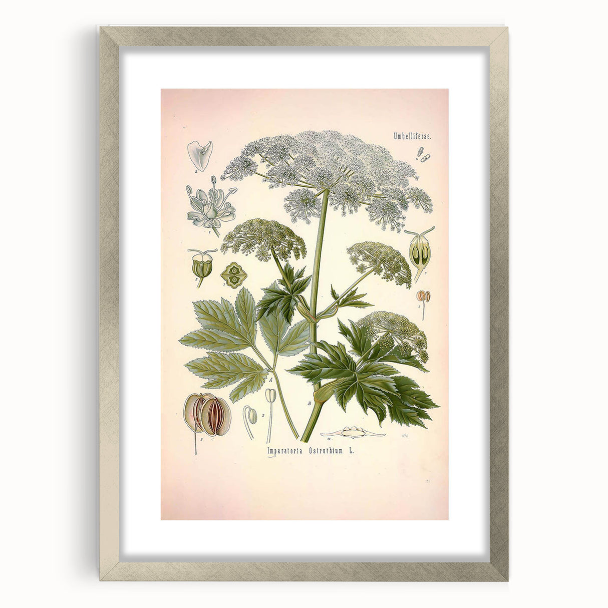 Vintage Botanical Illustration of Masterwort – Botanical Art Prints