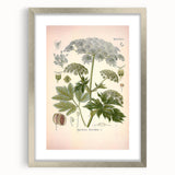 Vintage Botanical Illustration of Masterwort – Botanical Art Prints