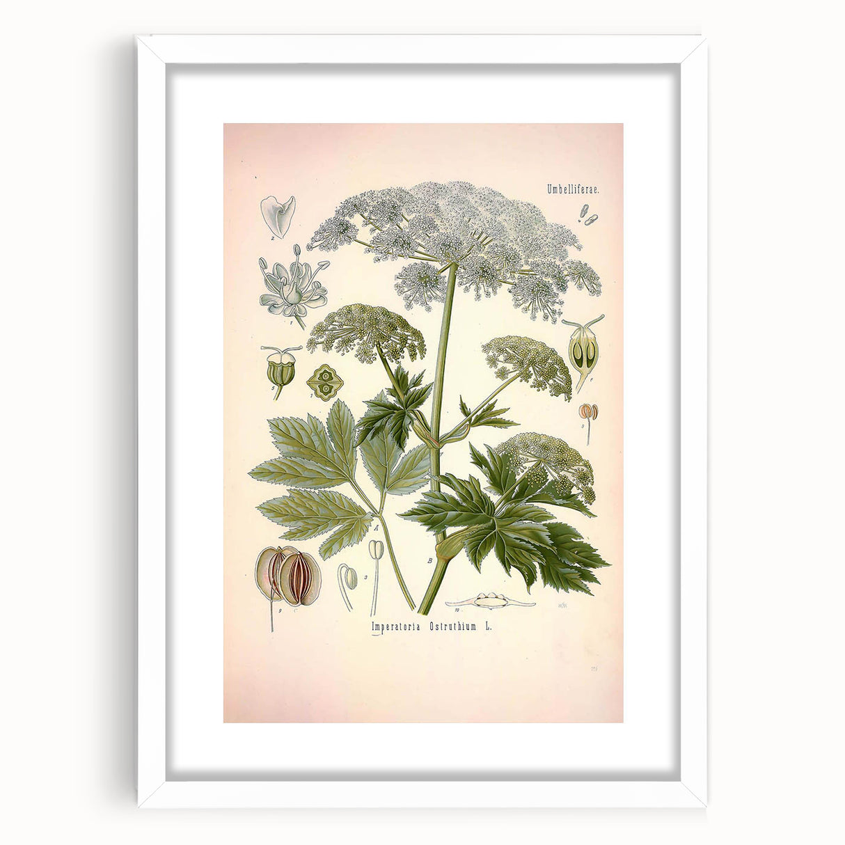 Vintage Botanical Illustration of Masterwort – Botanical Art Prints