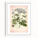Vintage Botanical Illustration of Masterwort – Botanical Art Prints