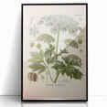 Vintage Botanical Illustration of Masterwort – Botanical Art Prints
