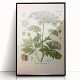 Vintage Botanical Illustration of Masterwort – Botanical Art Prints
