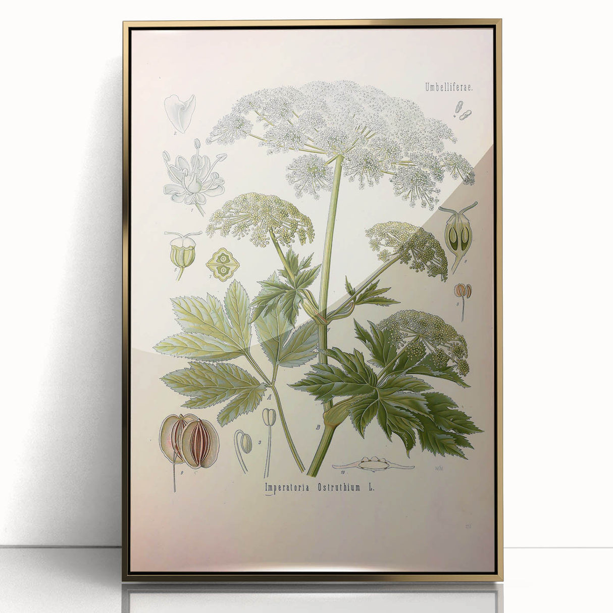 Vintage Botanical Illustration of Masterwort – Botanical Art Prints