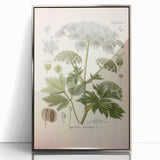 Vintage Botanical Illustration of Masterwort – Botanical Art Prints