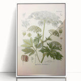 Vintage Botanical Illustration of Masterwort – Botanical Art Prints